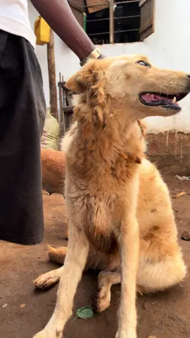 #SupportMojadogshelter #fyp #viral_video #donatefordogs #SaveTheStrays #FeedTherescues #AnimalSheltersupport #DogLoversForcharity #givebacktoanimals #rescuedog #CharityForDogs #compassionforanimals #makeadifferencefordogs #usatiktok🇺🇸 #sheltersupportneeded #helprescuedogs #moja 