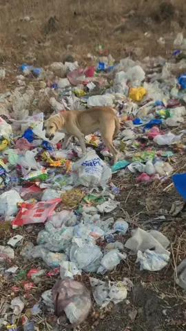 Poor  Female dog Searching food in garbage #🐕😭😭😭😭😭😭😭😭 #viral #short #viral_video #dogshorts #fyp #500kviews 