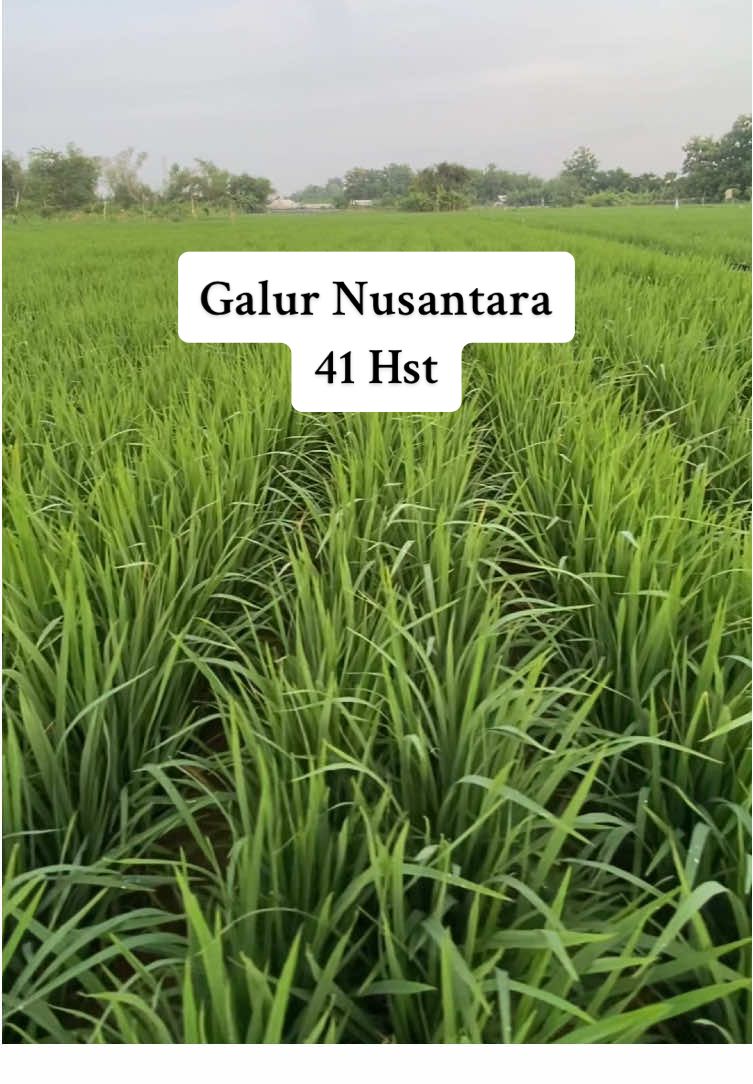 Pondongane guru 🙏 #galurnusantara #sahabattaninusantara #padi #padibalap💪🏻🌾 #petani #petanimuda #petanimilenial #fyp #foryou #trending #trending #viral #petaniindonesia🇮🇩🇮🇩🇮🇩🌿🌿 #CapCut @SAHABAT TANI NUSANTARA... @Anshori Ahmad @jonathan kristiawan @erlangga @Cak Rok @semua 