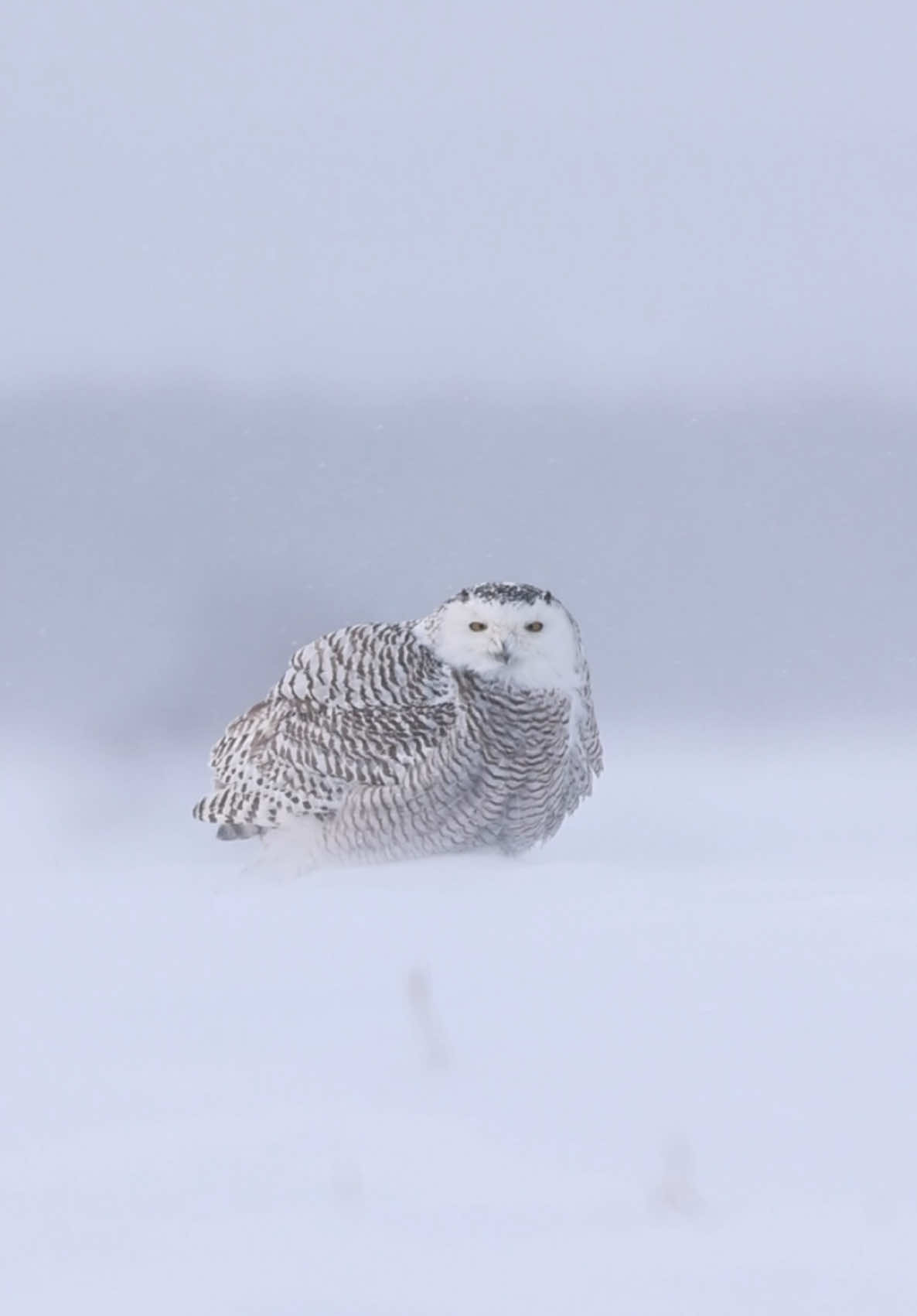 Nothing beats Québec winters vibes ❄️😍🦉 . . . #wintervibes #snowyowl #wildlifephotography #naturelover #quebec 