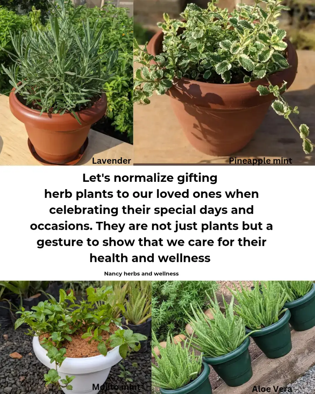 Let’s normalize giving herb plants to our loved ones on their special days and occasions. These gifts are not just plants but a gesture of care for their health and wellness. 🌿💚  A living plant is a meaningful and lasting gift, a reminder of love, care, and wellness towards your loved one. What do you think of this gesture?  . . . . #PlantGifts #WellnessGift #GreenLiving #HealthyLifestyle #GiftIdeas #PlantLover  #NatureLovers #HealingPlants  #MindfulLiving #nancyherbsandwellness #foryoupage❤️❤️ 