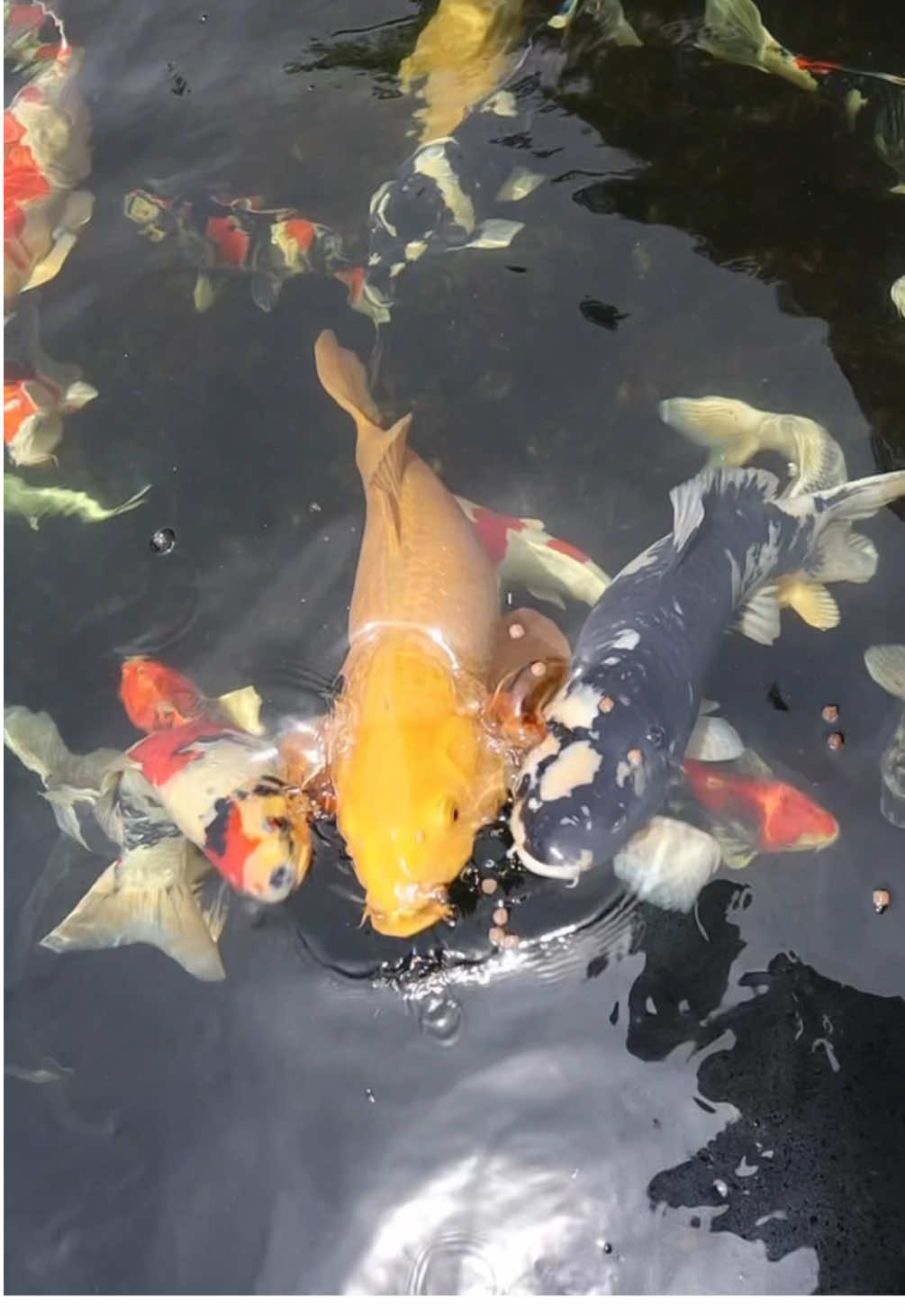 Liat koi jumbo-jumbo ini makan seru banget! 🐟✨ Apa lagi kalau koi-koi cantik ini ada di kolam rumahmu, suara gemercikan air ini bikin tenang saat nikmatin waktu santai di rumah. Nah, ayo giring koi-koi di 9KoiFarm jadi milik kamu! Jangan khawatir, kami menjual koi F1 dan F2 indukan jepang ke seluruh Indonesia. #JualKoi #IkanKoi #KoiJapan #9KoiFarm #jualkoimurah #jualkoionline #jualkoibandung 