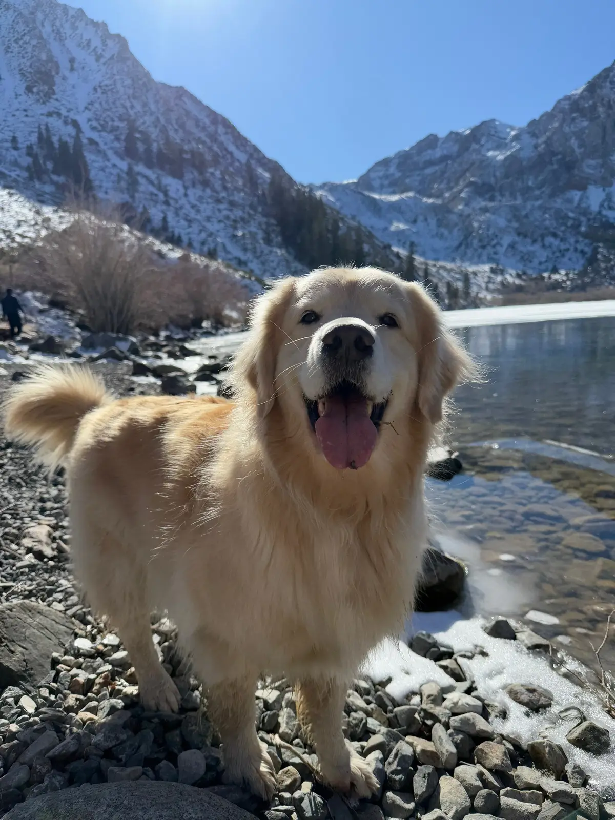 How can they be this cute?!🥹#goldenretriever #corgi #snowmountain 