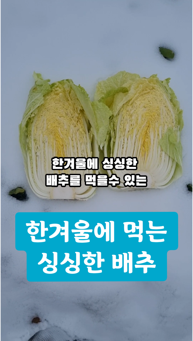 임시 하우스에 보관한 배추 상태 확인하기#배추 #비닐하우스 #겨울배추 #김치 