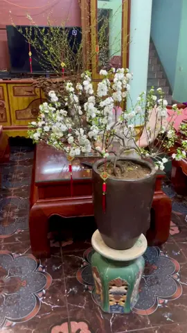 Nhất chi mai 🌸