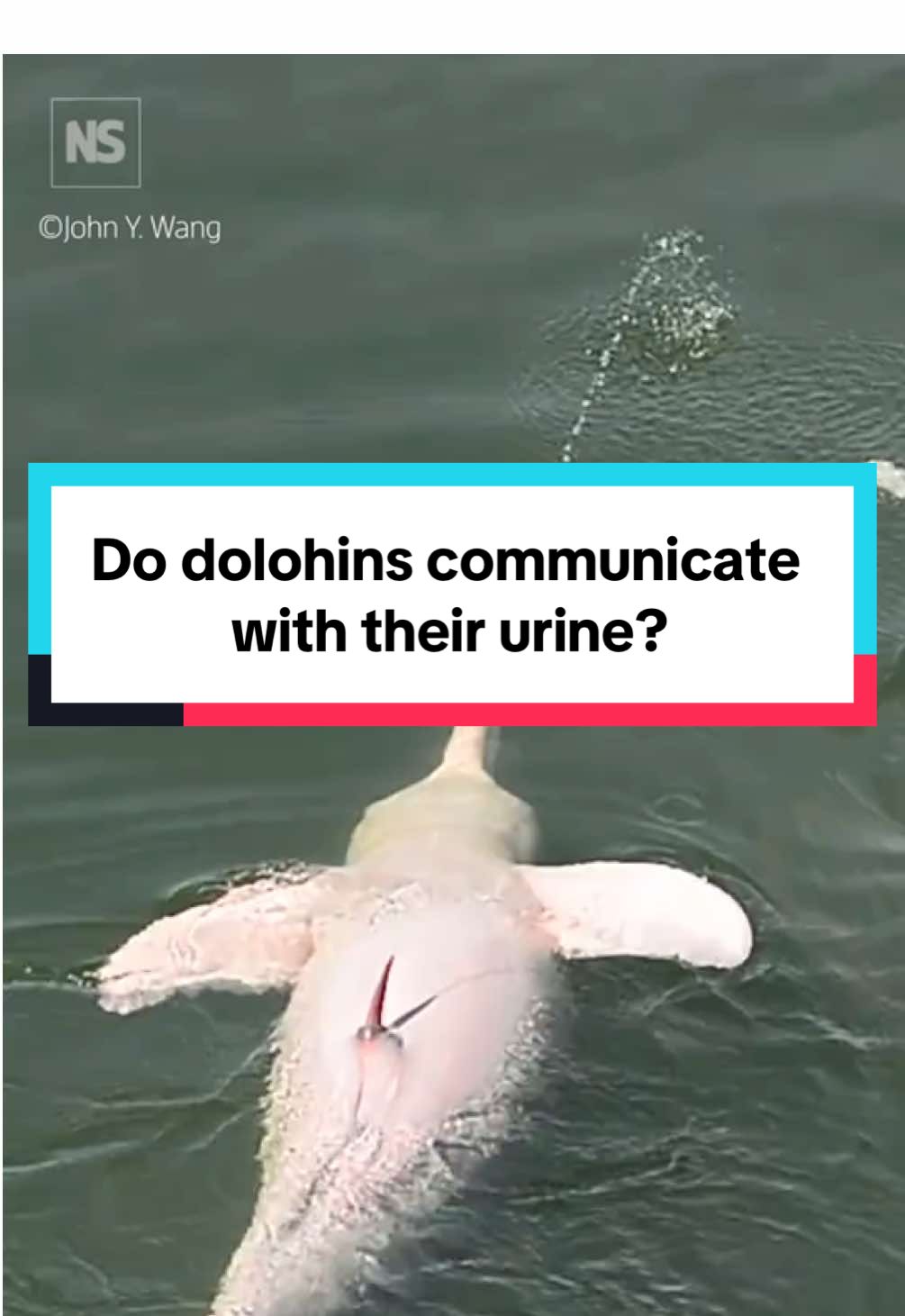 Do Amazon river dolphins send messages with aerial streams of urine? 🐬 Male Amazon river dolphins have been observed shooting jets of urine into the air and other dolphins seem to follow the stream, perhaps to pick up social cues 🎥 John Y. Wang / CetAsia Research Group Tap link in bio to learn more #boto, #dolphin, #Amazon, #Riverdolphin, #AnimalsBehaviour, #UrineCommunication, #Communication, #Scent,