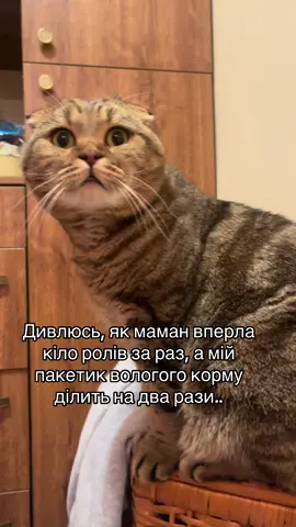 #котиукраїни #котиприколи #fyp #рек 