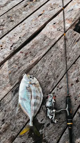 Saiz cm ni kena 1-3lb terasa🔥🔥 #bullzen #ultralight  #microjig #fyp #fypviralシ 
