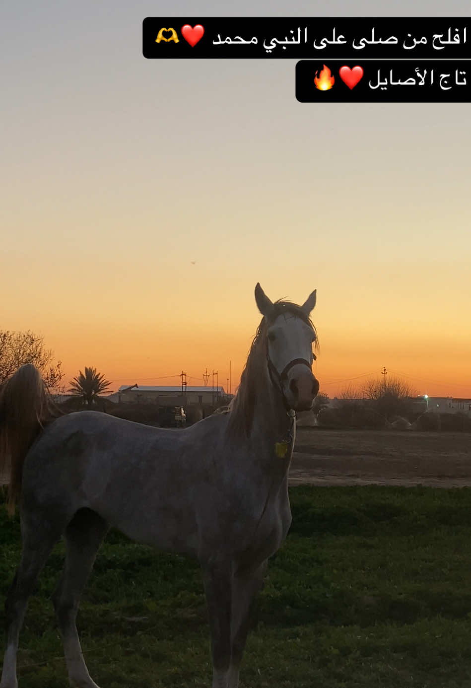 اللهم صلي على محمد ❤️🫶 العربيه الأصيله تاج الأصايل ❤️#خيل_وخياله🐎 #خيل_عربي_اصيل🐎🐎 #العلم @حمودي الابرص🇾🇪🖤 @﮼حكيم،الشعبان ،💛🦅 