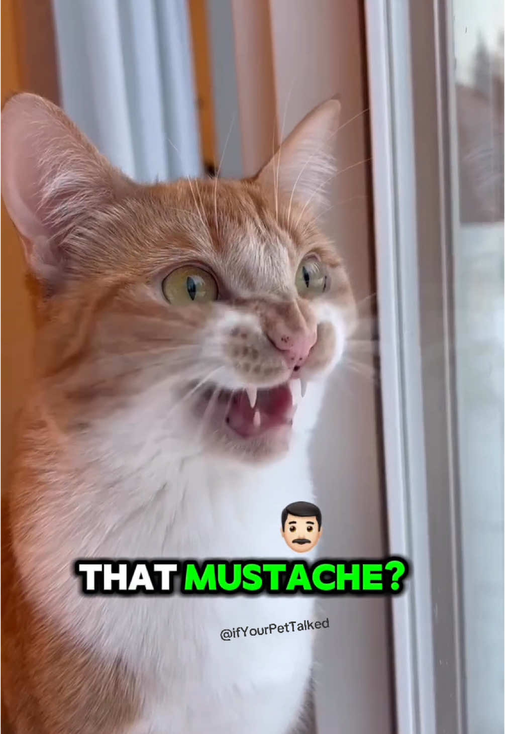 Mustache envy 👨🏻 #fy #foryoupage #funnyanimals #talkingcat #ifyourpettalked #pets #cats #funnypetvideos #PetsOfTikTok