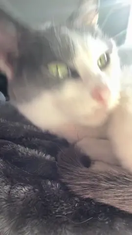 Professional attention seeker 😻😻😻#cat #cats #animallover #kitty #kittylover #cutecat #cuteanimalvideos #attention #cutevideo 