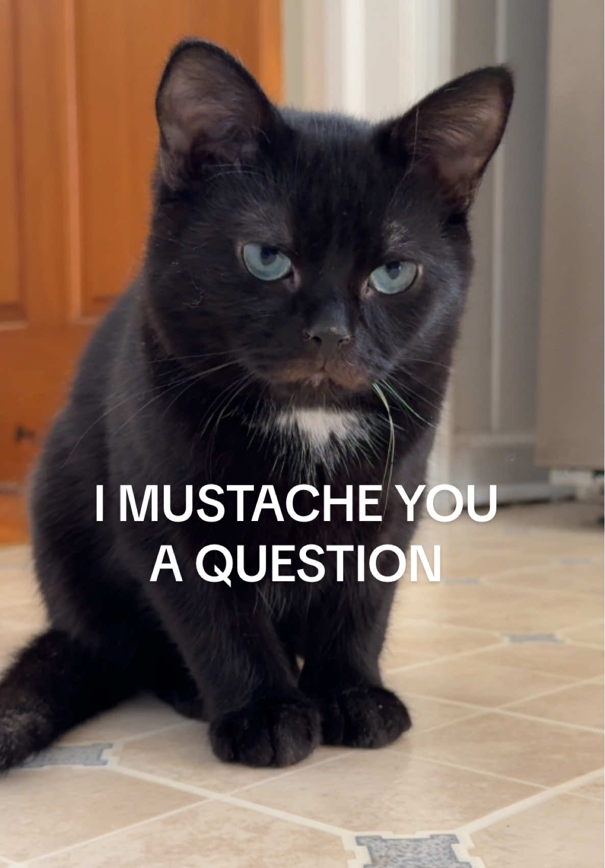 Tuesday’s mustache has always been an enigma 🤣 #tuesdaythedwarfcat #dwarfcat #cat #catsoftiktok #funnycatvideo 