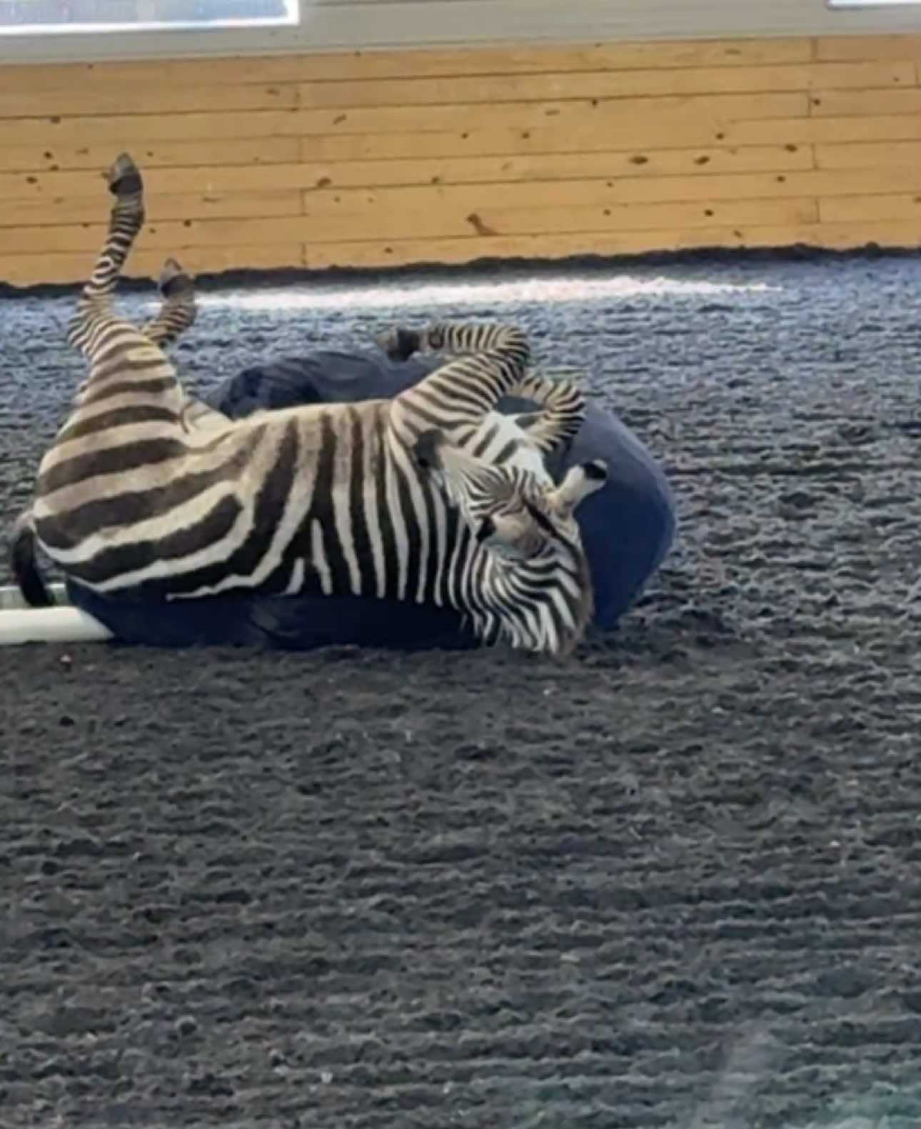 she loves her bean bag lol. Can’t believe it’s been a year today since we brought her home! #teamespanasilk #espanasilkgroomingproducts #libertyhorse #libertyhorses #libertyhorsetraining #zebra #grantszebra 