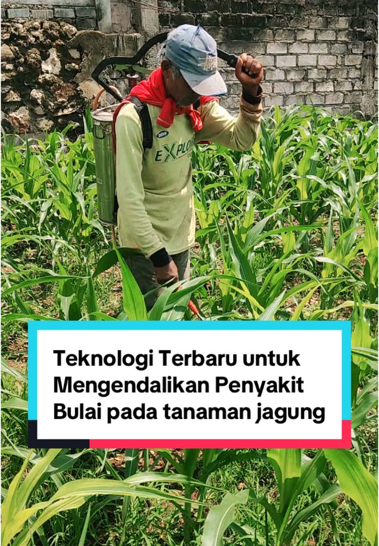 Membalas @Gen-x KOJIEN teknologi terbaru formulasi dari thailand untuk mengatasi penyakit bulai pada tanaman jagung #petani #jagung #petanijagung #petanimuda #tanipedia #mastani 