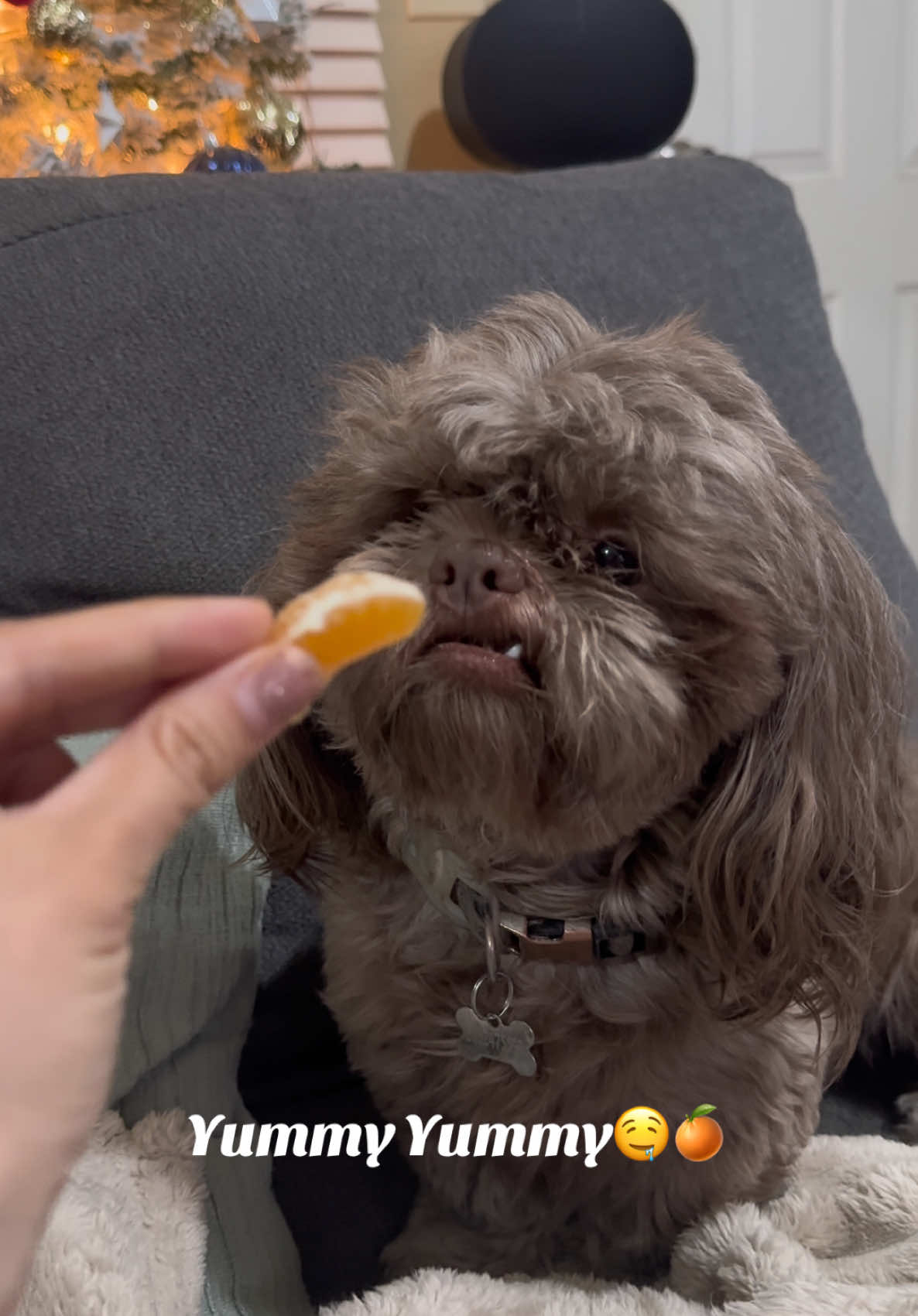 Dicen que el amor verdadero no existe… pero nunca han visto a Chewie con una mandarina. 🍊😍 . . . . #shihtzu #perro #perros #perrostiktokers #perrostiktok #dogsoftiktokviral #perrosgraciosos #perrosfelices #perrosdetiktok 