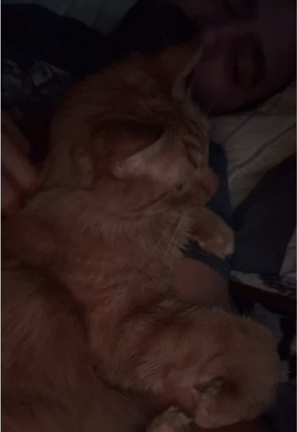 🐜 🐜 🐜 🐜 🐜 #catsoftiktok 