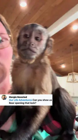 How fast can Bear (capuchin monkey) open the lock that Kevin likes to use for convenience?