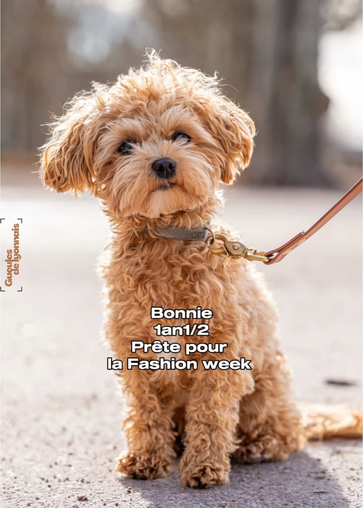 Bonnie, 1an1/2, Caniche X Bichon Prêtes pour la Fashion week  📍Quais de Rhône  Avez vous déjà assorti votre tenue à votre toutou ?  Nous on est assorti avec nos imperméables de chez @paikka.pet  #dog #gueulesdelyonnais #chien #caniche #poodle #hypoallergenic #bichon #fashionweek #fashion #matchymatchy #matchy