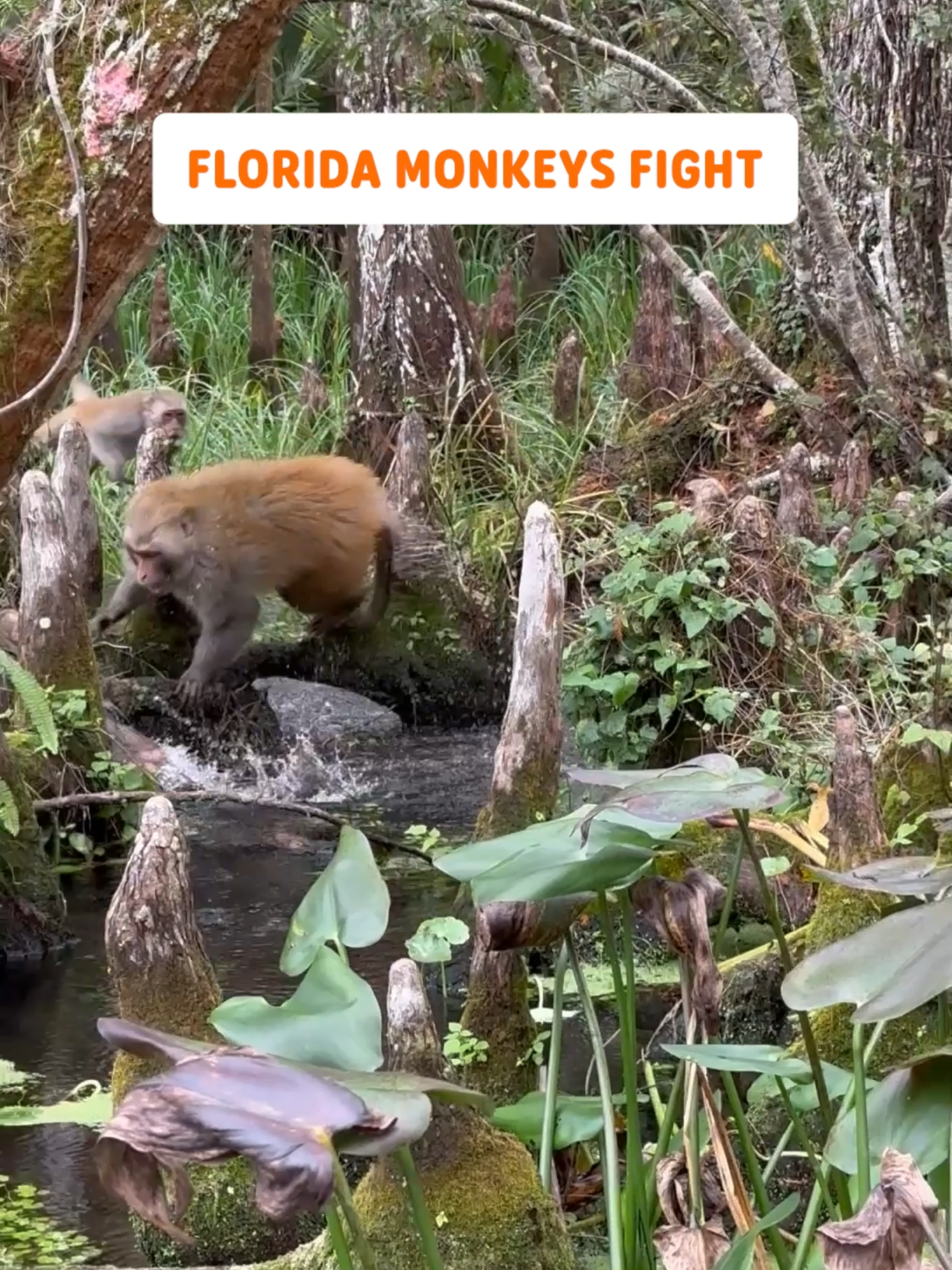 Florida Wildlife Never Disappoints 😂🐒 #monkey #monkeys #florida #onlyinflorida #wildlife #wildanimals #swamp #fighting #caughtoncamera #pair #fyp