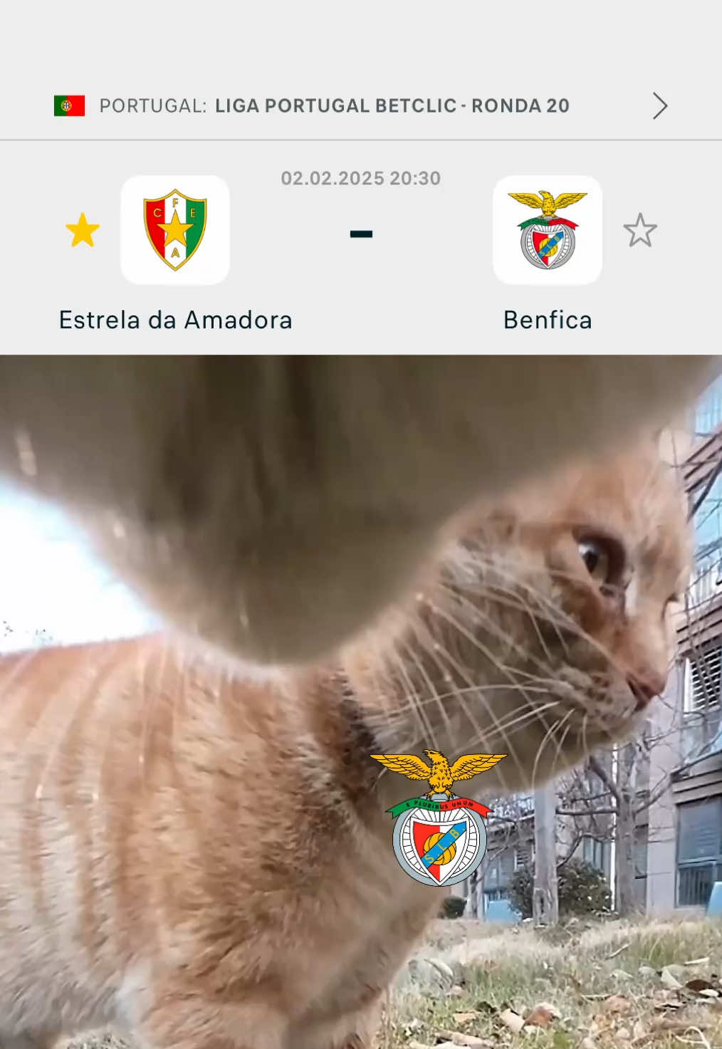 @SLBenfica 🤨⚔️ #CFEA #EstreladaAmadora #TikTokDesporto #Cats 