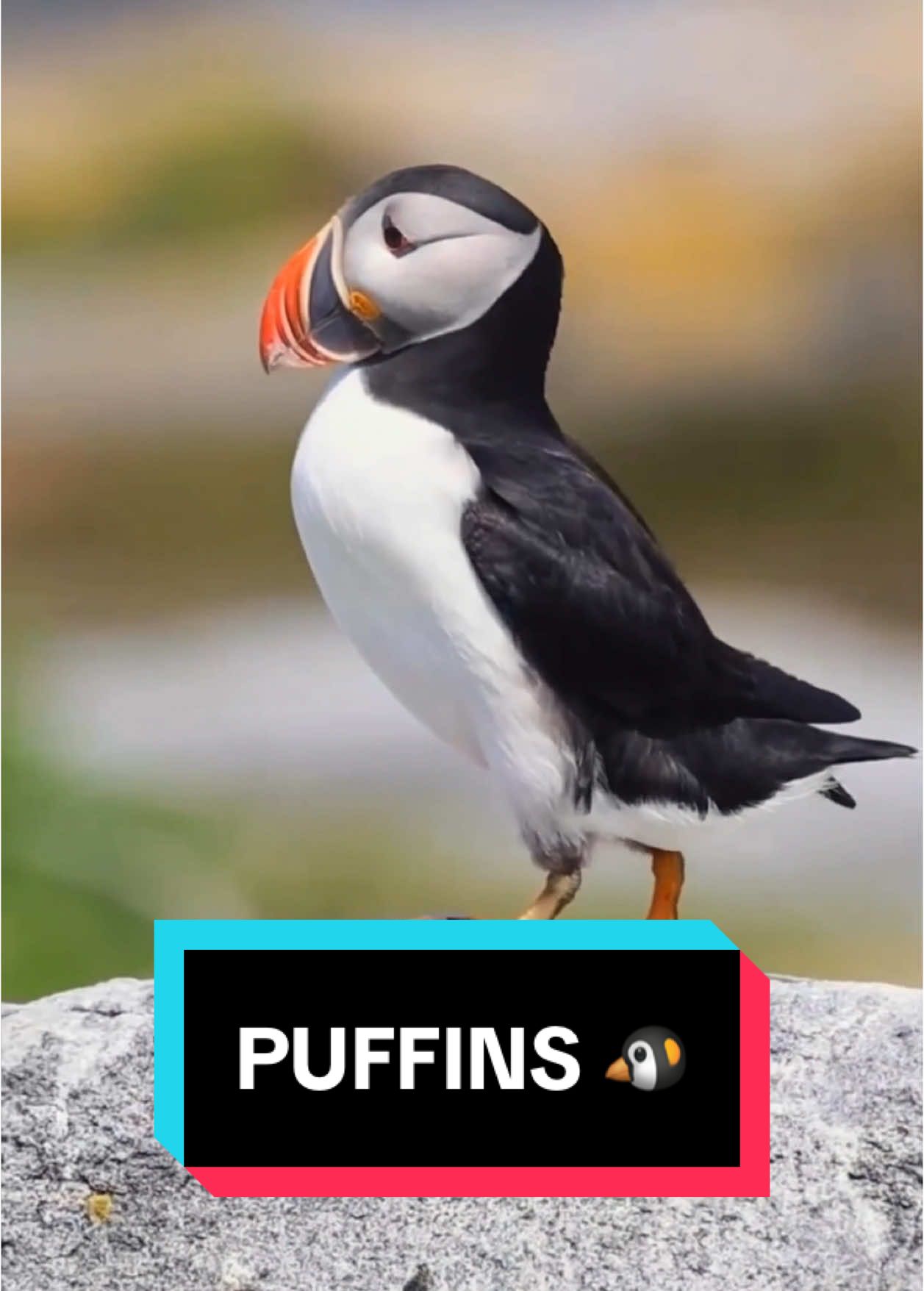 Puffin 🐧 These Birds Fly Underwater! #puffin #puffins #bird #cutebirds #birdsofprey #seabirds 