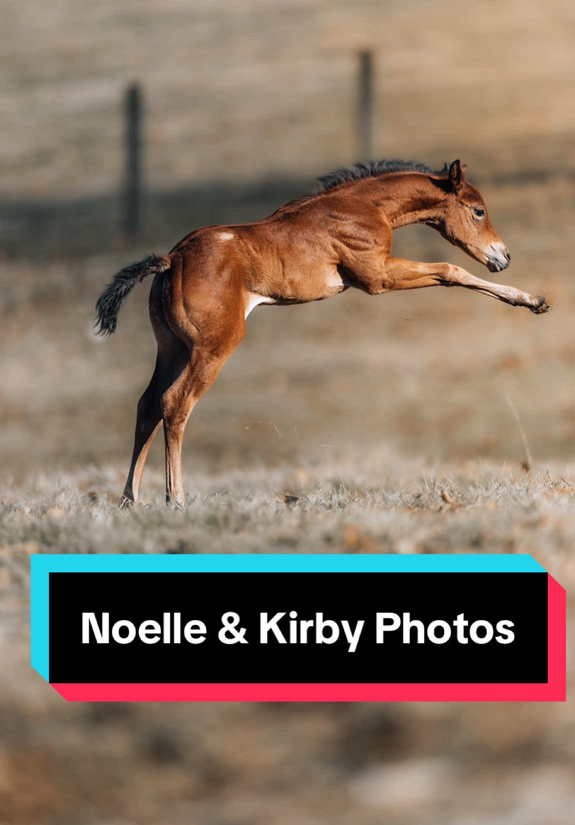 Noelle & Kirby have different styles of modeling🤣🐴 (photos by @Nathan Perry) #equinephotography #aqhafilly #foalsoftiktok #foalsof2025 