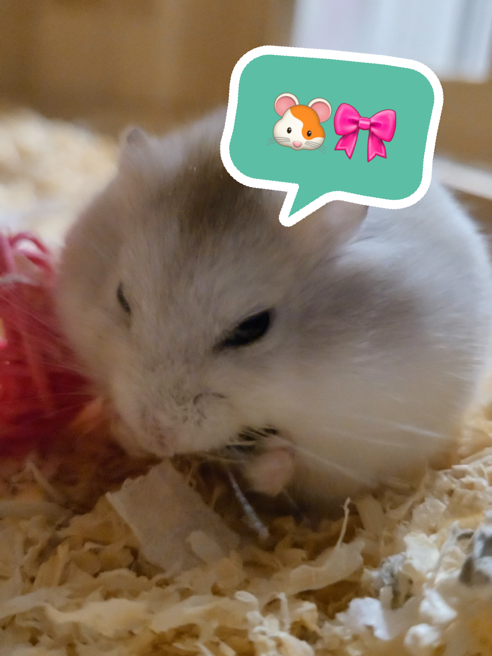 Ñom ñom ñom #hammy #cutie #trendingvideo #foryoupagе #foryou #ftypシ #hamster #hamsters #funny #foryoupageofficiall 