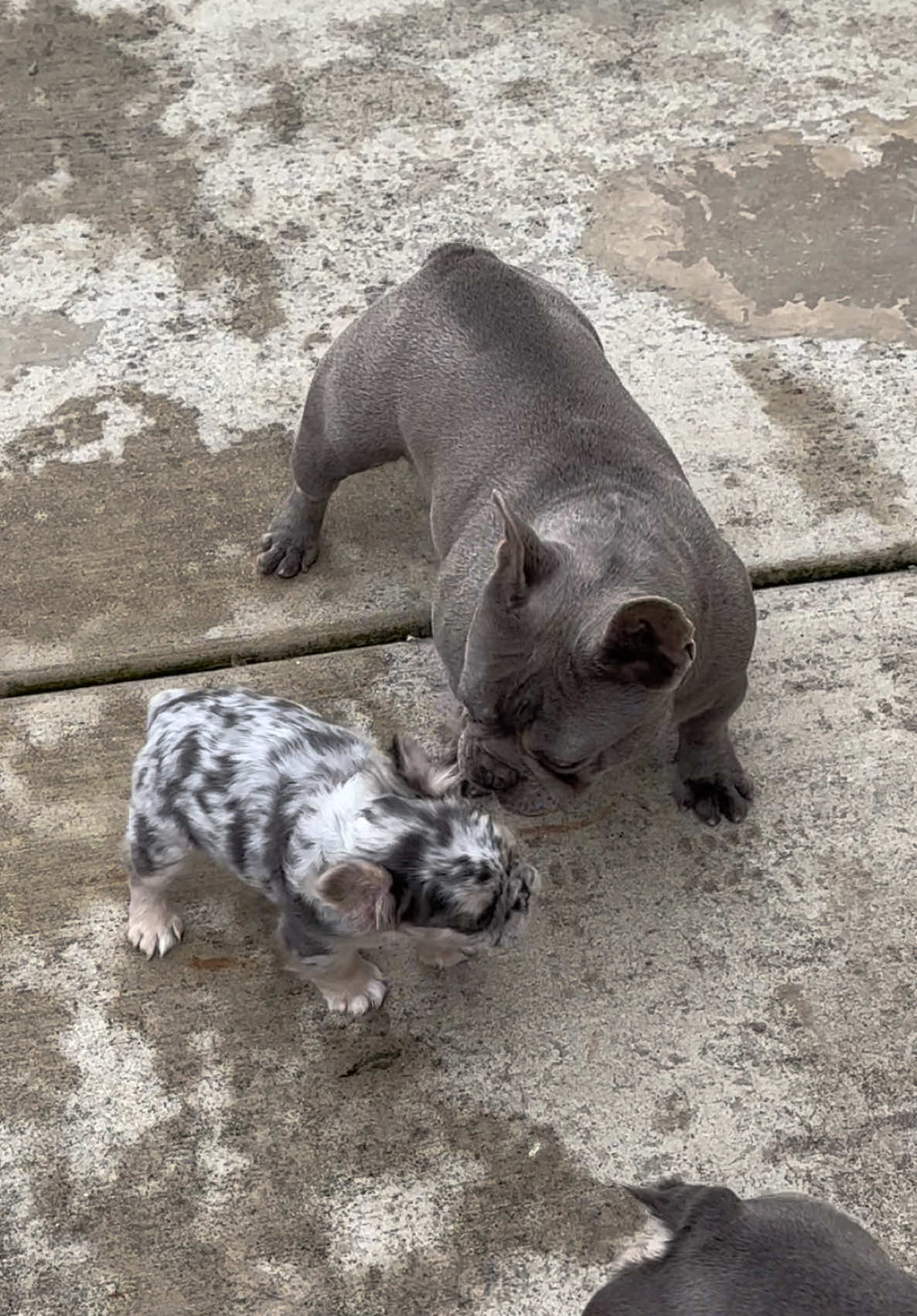 When our new fluffy frenchie meets the group for the first time! #dog #frenchie #funny #fyp 