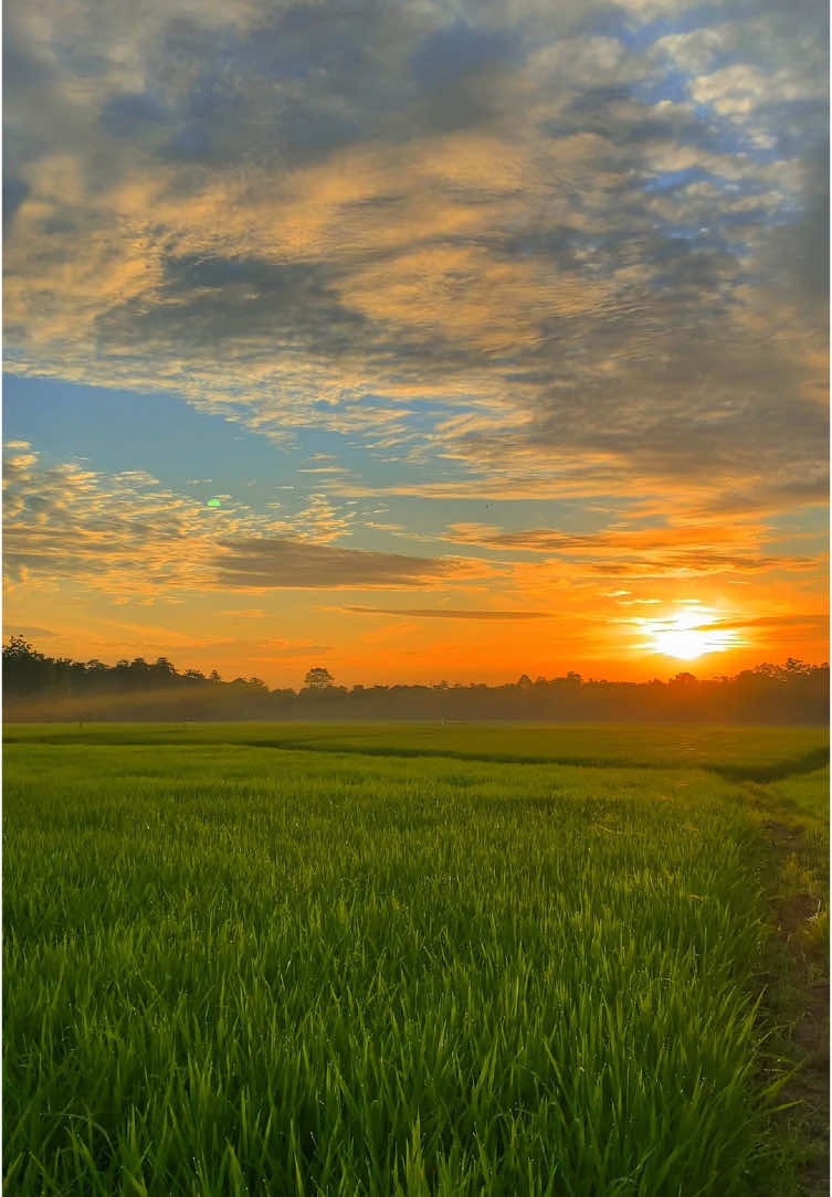Pov:bangun pagi langsung kesawah dapet view sekeren ini #mentahanvideo #foryou 
