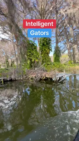 I do believe the Gators are becoming smarter in Florida #waverunner #gator #waterfront #watchout #yikes 