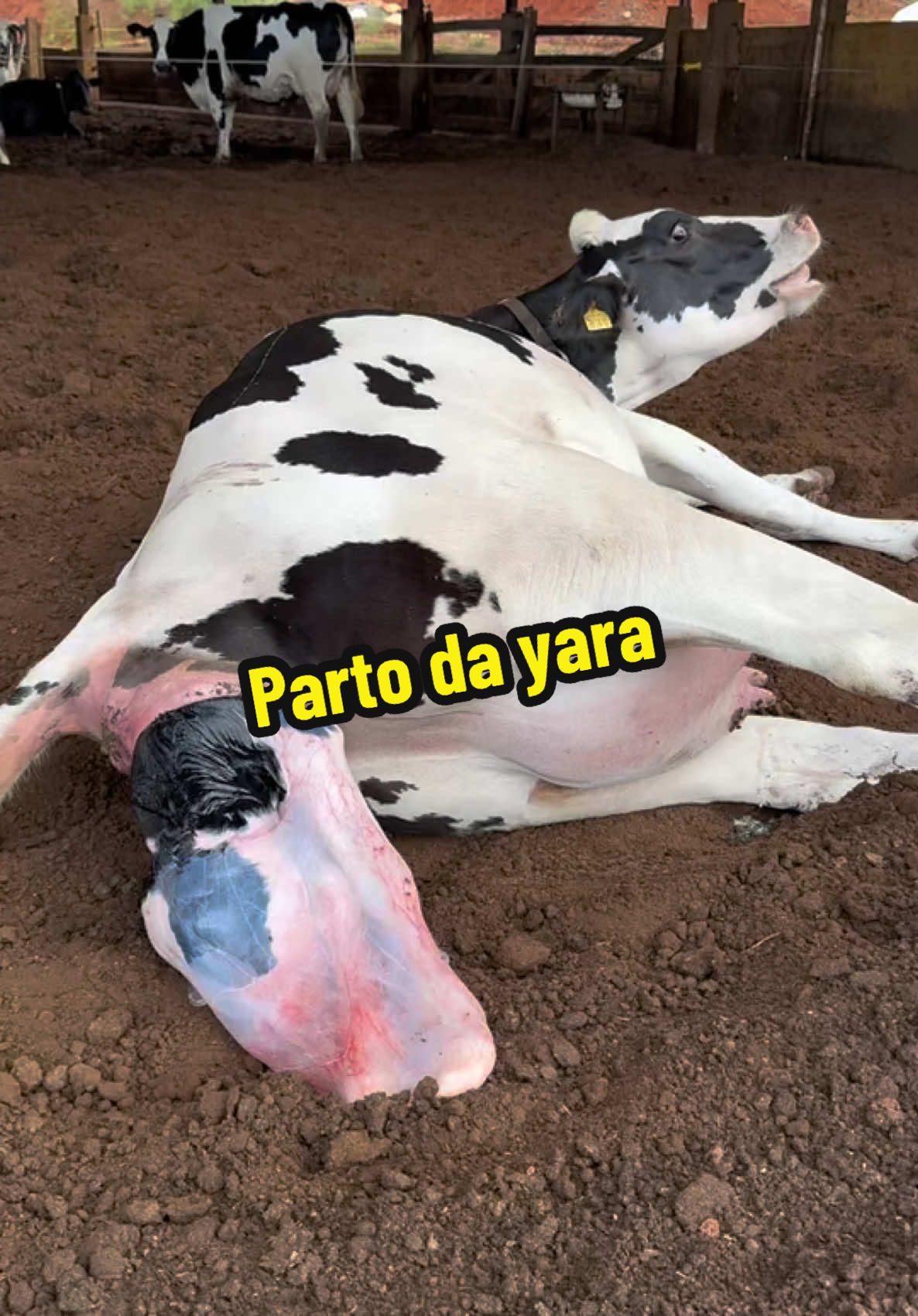 Parto da Yara ❤️🙏🏻 #vaca #fazenda #Vlog #fyp #part #vida 
