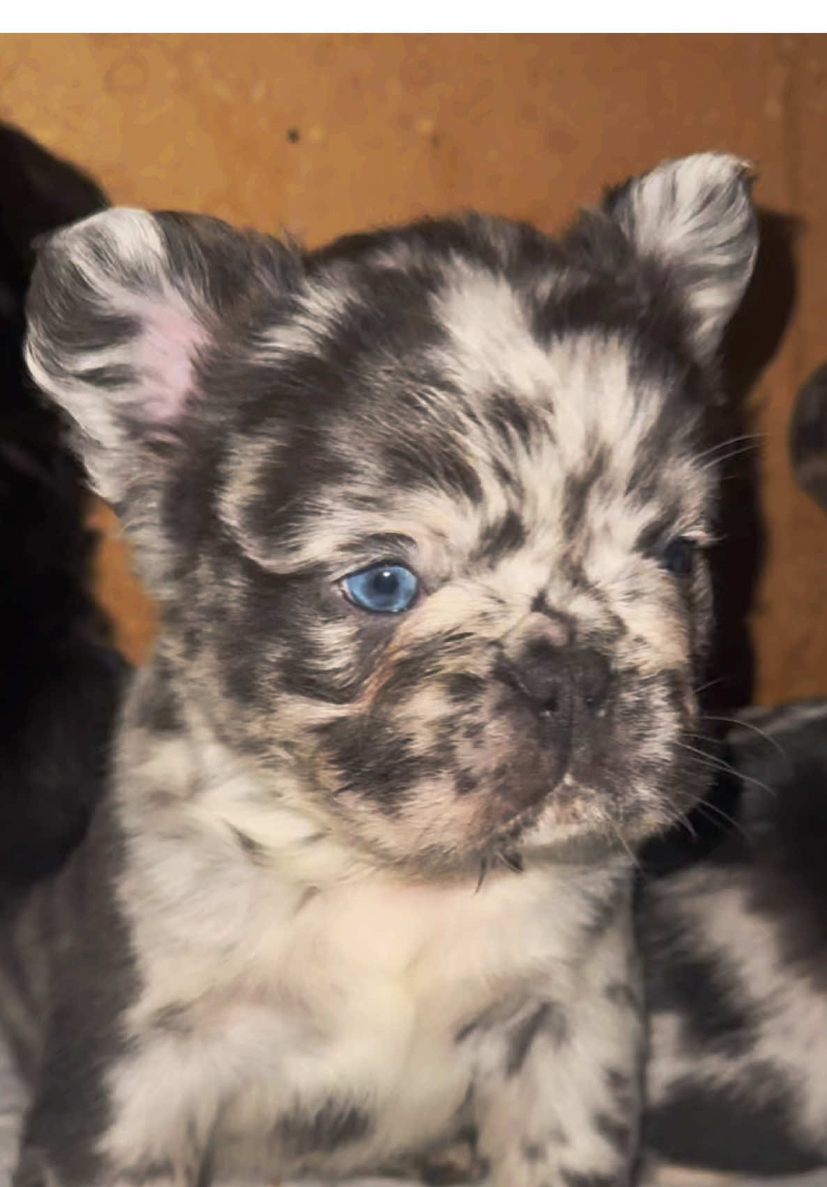 Double tap if you want this pup for free 👀 ❤️ - - Repost 🦅 - #fluffy #frenchie #frenchbulldog #fluffyfrenchie #dallas #litter #fyp #foryoupage #viral #blowthisup