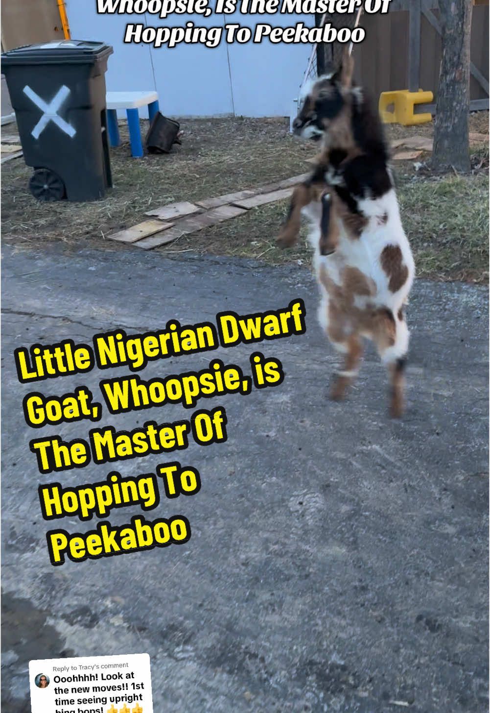 Replying to @Tracy Little Nigerian Dwarf Goat, Whoopsie, is The Master Of Hopping To Peekaboo #fyp #nigeriandwarfgoats #goats #creatorsearchinsights #goatsoftiktok #foryou #funnypets #PetsOfTikTok #pets #farmlife #farmanimals #kendricklamar #peekaboo 