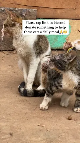Please tap link in bio and donate something to help these cats a daily meal🙏🥺. #catsoftiktok #poorcat #mypet #catlovers #catofinstagram #usa🇺🇸 #ustiktok🇺🇸 #pets #ustiktok🇺🇸 #pets #catlover 