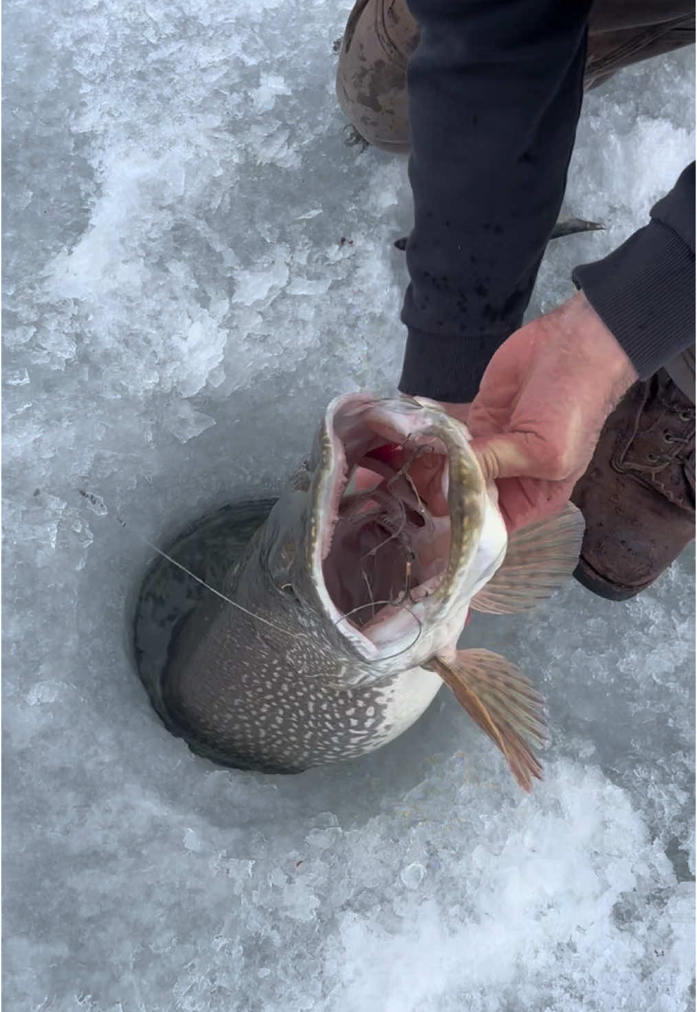 Hooked a monster! 🎣  #northernpike #pike #saskfishing #icefishing #fishing #southsaskfishingadventures #lakedief #lakediefenbaker 