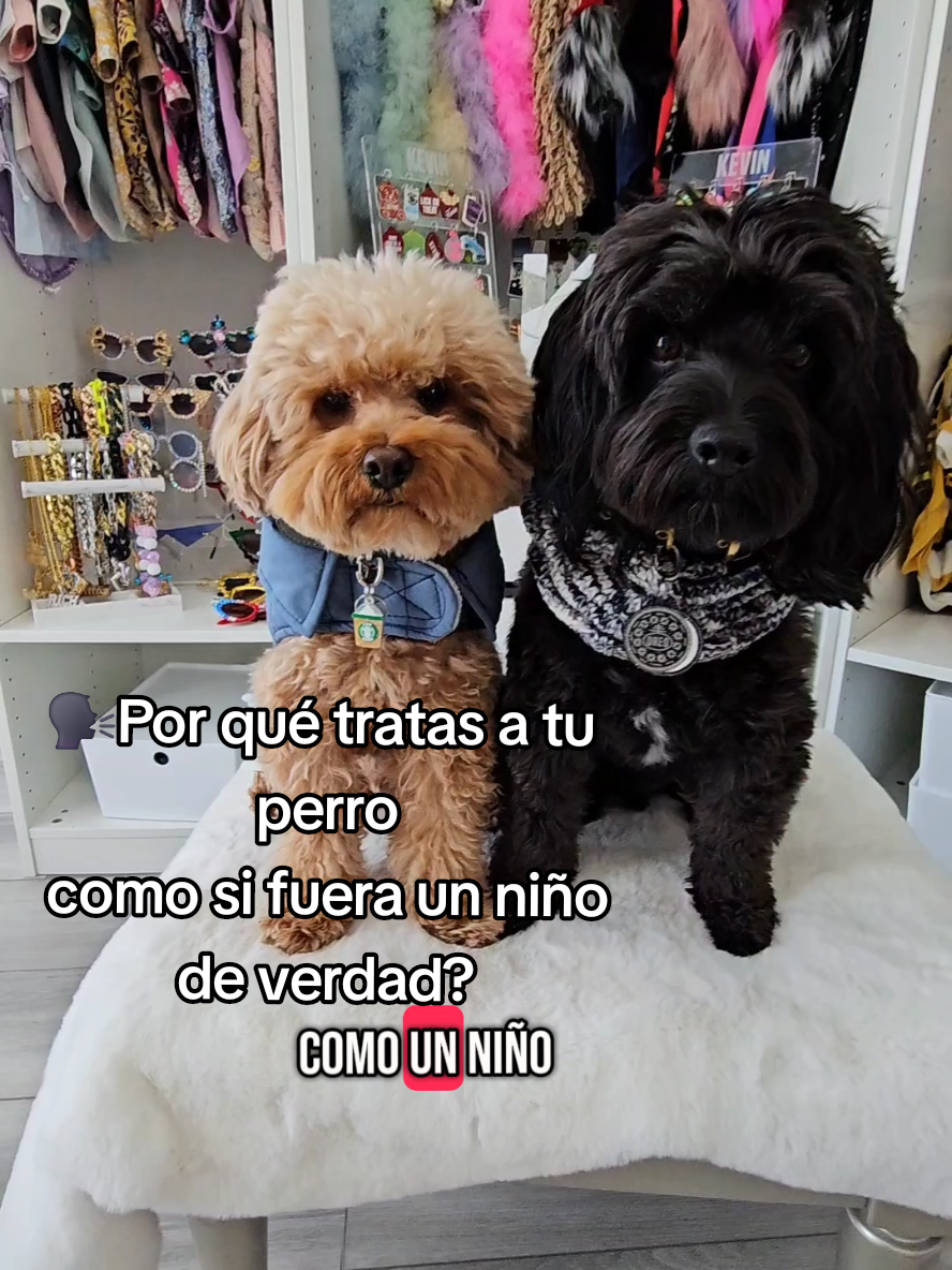 Son bebés de 4 patitas👶🐶 Oreo & Kevin #poodles#mamaperruna #caniches#amoamiperro #perroconsentido#canhijos#doglovers#cutedogs #oreoykevin #cachorros#cutedogs#perrijos 