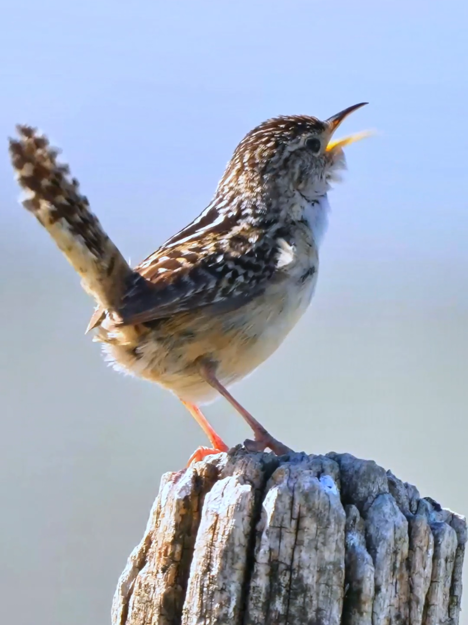 The Minstrel of Nature, the Little Musician with a Raised Tail 🎵✨ Though small in size, its song is extraordinary. As tiny as a fallen leaf, yet its voice can resonate through the entire forest. The melodious song of the wren always brings joy to the heart. The Grass Wren (Cistothorus platensis) is a small, elusive songbird found in grasslands, marshes, and shrublands across the Americas. It belongs to the wren family (Troglodytidae) and is known for its cryptic plumage, which helps it blend into its grassy habitat. This species has a distinctive, high-pitched song and is often more easily heard than seen. Grass Wrens are insectivorous, feeding primarily on small invertebrates. They are agile and secretive, often staying low in dense vegetation. Their range extends from North to South America, with several subspecies adapting to different environments. #grasswren #birds #DidYouKnow 