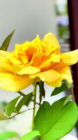 Rosa Landora/Yellow Rose/Bunga Mawar Kuning #rosalandora #yellowrose #bungamawarkuning #flower #plant #fypシ゚ 
