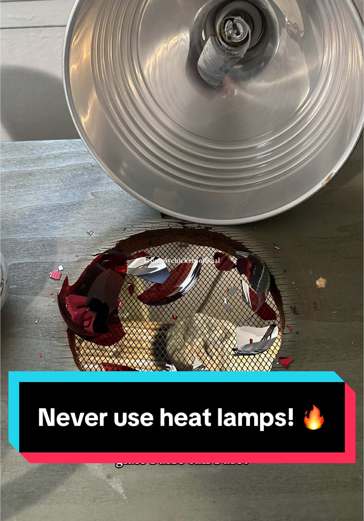Never use heat lamps in the chicken coop/brooder! Radiant heat plates are the most natural & safest form of heat for chickens. 🐓✨🐥 #farmlife #lamp #chickens #chickencoop #fire #homestead #foryoupage 