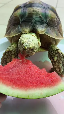 cuaca panas makan semangka dulu 🍉 #cutetortoise #babytortoise #sulcatatortoise #kurakuradarat 