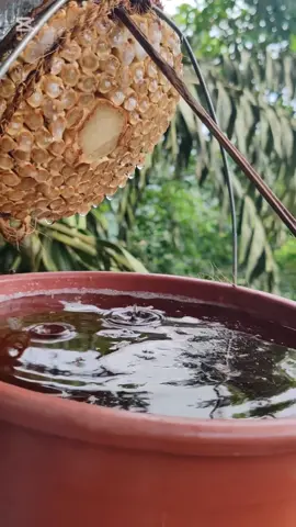 කිතුල් පැණි කමුද?..🧉🌴       #මුට්ටියා #srilankan_tik_tok🇱🇰 #viral #viralvideos #ස්වබාවදර්මය #රා #ගාල්ල #කිතුල්රා #muttiya #honey #education #jungle #toddy #kithul #kithulmal #lankagama #කිතුල්පැණි 