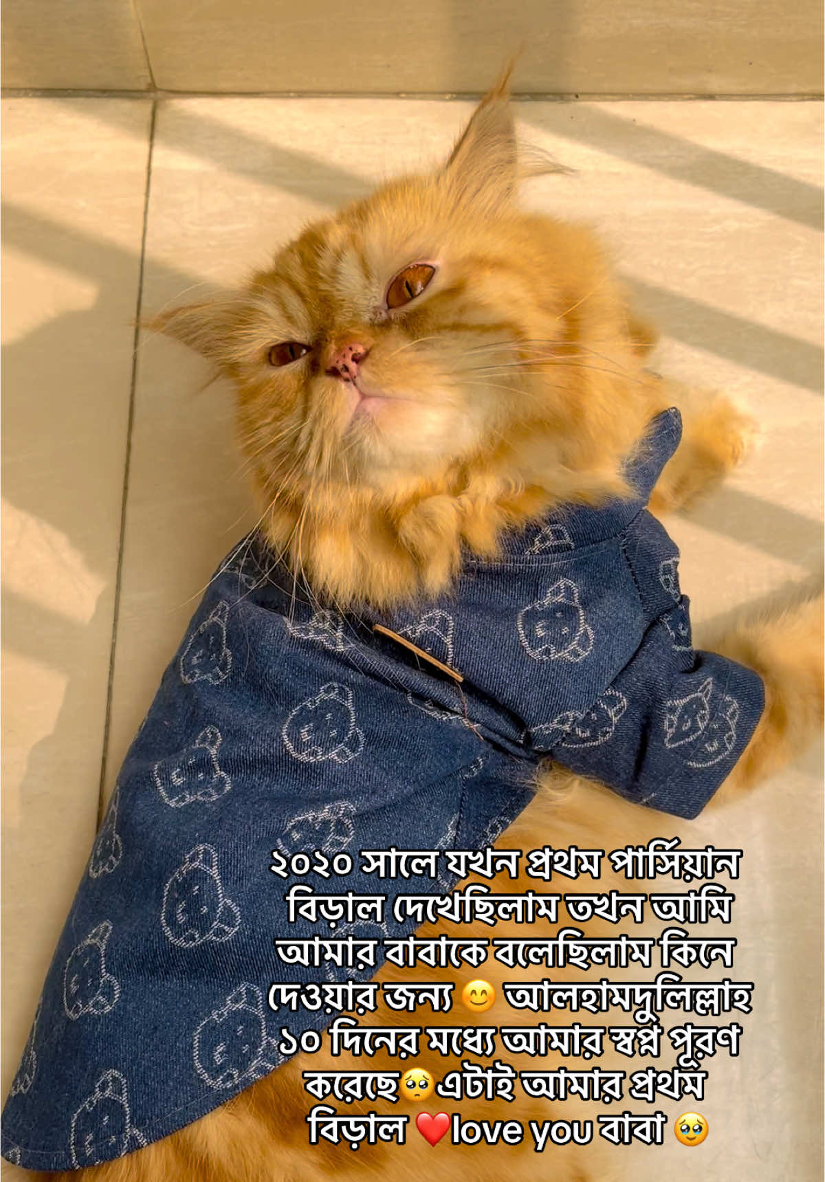 কার কার বাবা এই স্বপ্ন পূরণ করেছে?🥰Shirt from Facebook page-meawland #reelsvideoシ #catfunnyreels #reelsfypシ #biralreels #persian #catlifestyle #catlovers #persiancat #persiankitten #catoftheday #catvideos #PetsOfTikTok 