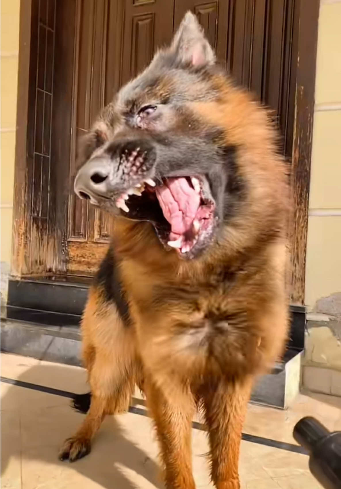 New vlog uploaded today🙈🙈#onthisday #onthisday #afaqchaudhry #longhair #boylonghair #trend #germanshepherd #blackgermanshepherd #dogshow #germensheperd #ghostkennel #imrankhan 