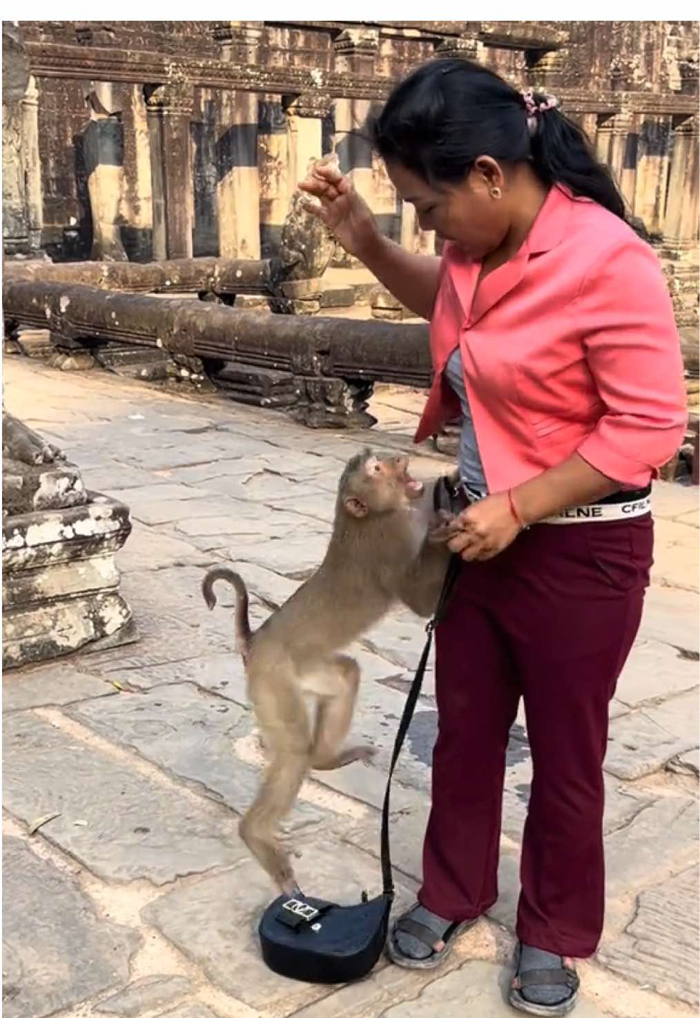 #beware of monkey stealing the bag. #angkorwat #tiktok  #meanmonkey #siemreap #bayontemple #cambodia #fyp #viralvideo #fypシ゚viral #angkorwattourguide #travel #ហ្កាយអង្គរ #angkortourguide 