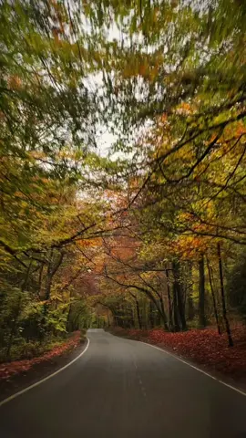 🍂 