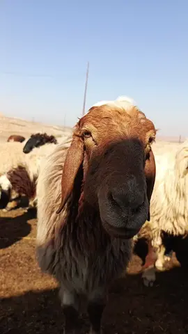 مڵچە مڵچ😂🤣