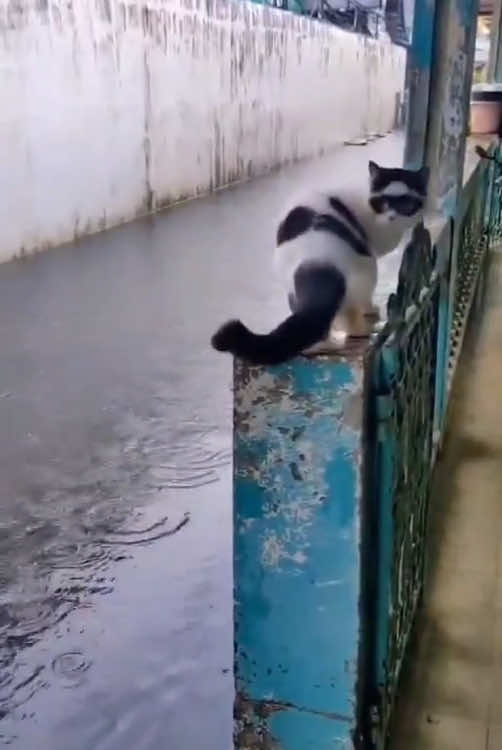 When a cat first encounters a storm ⛈️😿#usa_tiktok #usa🇺🇸 #for #fouryou #cat #catsoftiktok #funnyvideo #pet #fpy #cutecat 