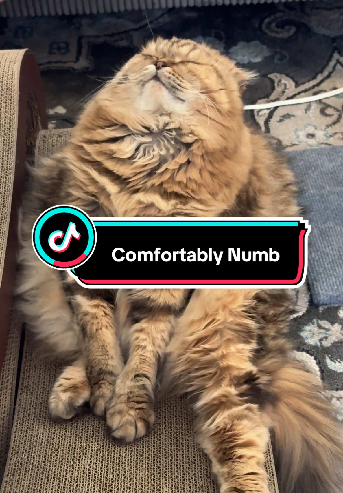 Cat feels #comfortablynumb #cats #funnycat 