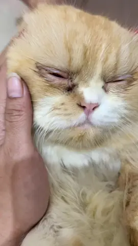 Mata berair dan belekan bisa diatasi dengan golden eyes dari golden paw #catsoftiktok #obattetesmatakucing #kucingbelekan #kucing #tetesmatakucing #cat 