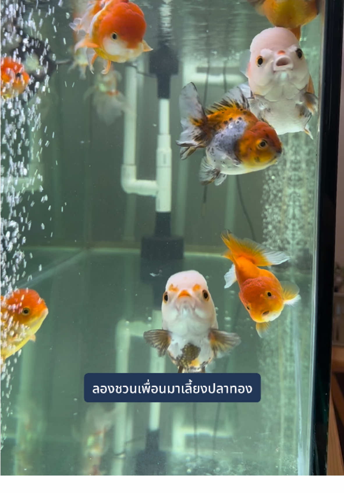 #เด็กหัววุ้น #เจ้าหมูน้ำตัวกลม #Goldfish #Fish #Oranda #Goldfishlover #OrandaGoldfish #FishofTiktok #FishTank #ปลาทอง #ปลาสวยงาม #ปลา #ปลาทองหัววุ้น #สัตว์เลี้ยงน่ารัก #สัตว์เลี้ยงTiktok #ตู้ปลา#เลี้ยงปลาทอง #เลี้ยงปลา #เลี้ยงปลาทองในบ้าน #ฮออ้วน #ปลาทองอารมณ์ดี #ปลาน่ารัก #cavang #IkanMas #金魚 #Kingyo #금붕어 